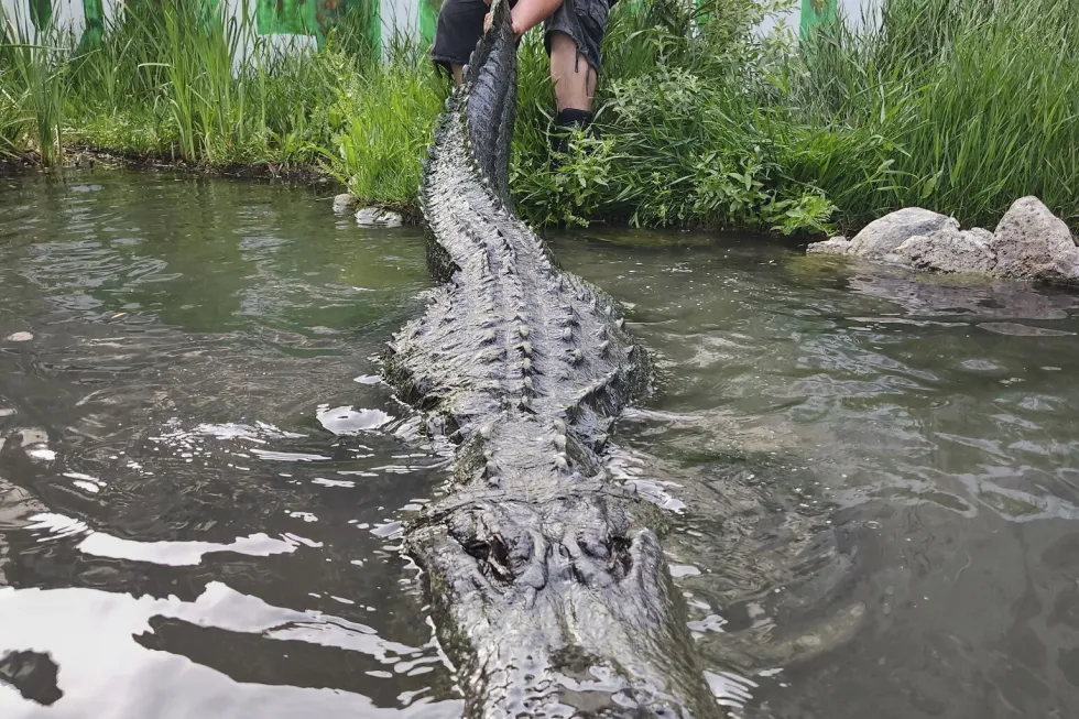 Alligator that starred in ‘Happy Gilmore’ dies of old age in Colorado