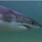 Popular Mass. beach taking precautions after string of great white shark sightings