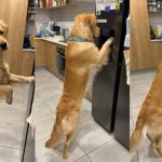 Golden Retriever Takes Self-Service to a Whole New Level With the Ice Dispenser