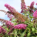 Pros Say You Should Never Grow Butterfly Bush in Your Garden—It Causes More Problems Than You Think
